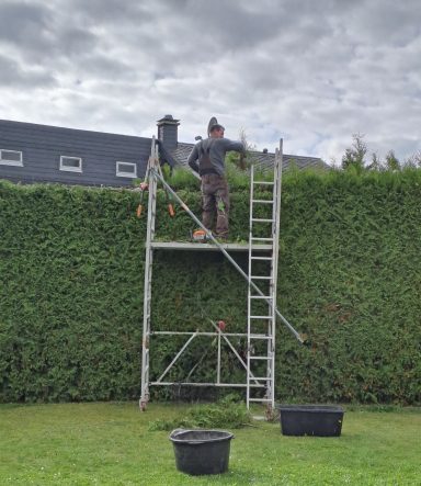 Thuja brabant - Hecke